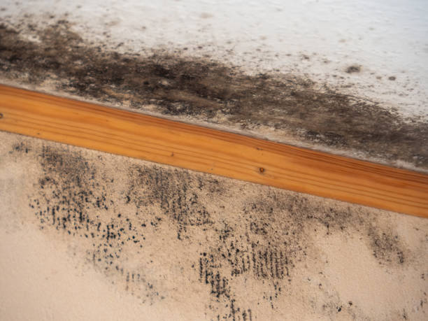 Asbestos and Lead Testing During Mold Inspection in Gower, MO