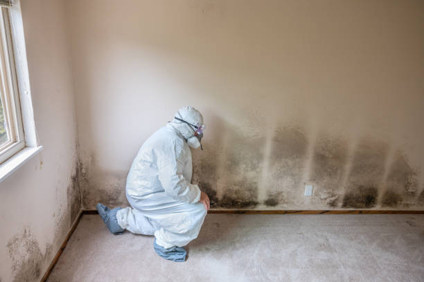 Gower, MO Mold Removal Company